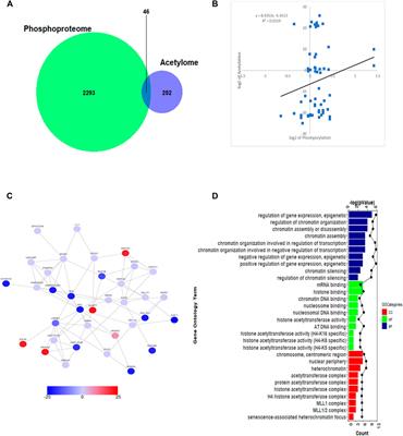 Suberoylanilide Hydroxamic Acid (SAHA) Treatment Reveals Crosstalk Among Proteome, Phosphoproteome, and Acetylome in Nasopharyngeal Carcinoma Cells